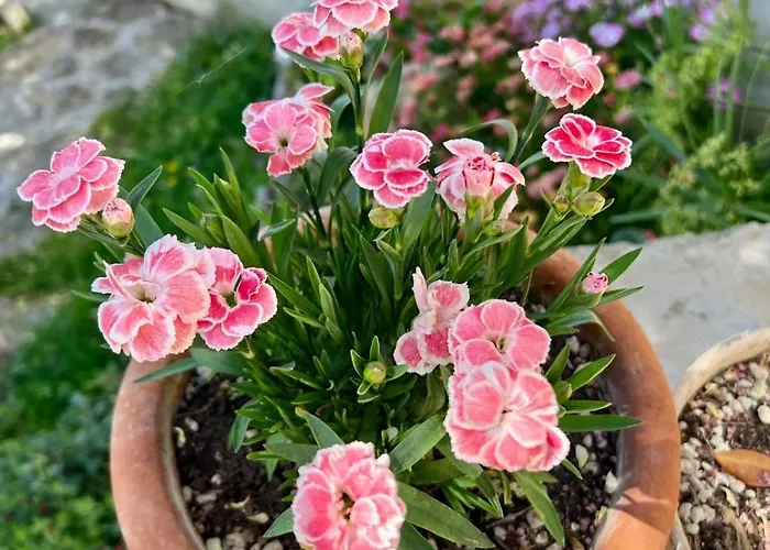 ゲストハウス La Vista *